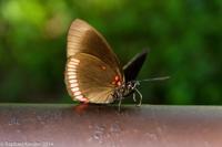 © Copyright - Raphael Kessler 2014 - Argentina - Iguazu - Butterfly