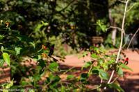 © Copyright - Raphael Kessler 2014 - Argentina - Iguazu - Butterfly