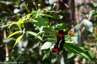 © Copyright - Raphael Kessler 2014 - Argentina - Iguazu - Butterfly