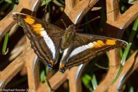 © Copyright - Raphael Kessler 2014 - Argentina - Iguazu - Butterfly