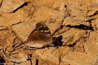 © Copyright - Raphael Kessler 2014 - Argentina - Iguazu - Butterfly