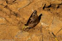 © Copyright - Raphael Kessler 2014 - Argentina - Iguazu - Butterfly