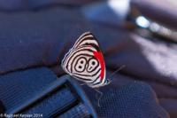 © Copyright - Raphael Kessler 2014 - Argentina - Iguazu - Butterfly