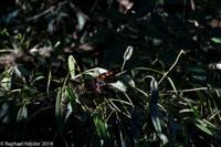 © Copyright - Raphael Kessler 2014 - Argentina - Iguazu - Butterfly
