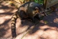 © Copyright - Raphael Kessler 2014 - Argentina - Iguazu - Coati