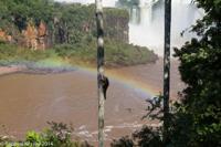 © Copyright - Raphael Kessler 2014 - Argentina - Iguazu - Coati