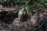 © Copyright - Raphael Kessler 2014 - Argentina - Iguazu - Coati