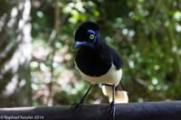 © Copyright - Raphael Kessler 2014 - Argentina - Iguazu