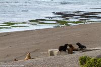 © Copyright - Raphael Kessler 2014 - Argentina - Peninsula Valdes