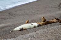 © Copyright - Raphael Kessler 2014 - Argentina - Peninsula Valdes