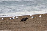 © Copyright - Raphael Kessler 2014 - Argentina - Peninsula Valdes