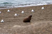© Copyright - Raphael Kessler 2014 - Argentina - Peninsula Valdes