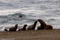 © Copyright - Raphael Kessler 2014 - Argentina - Peninsula Valdes