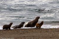 © Copyright - Raphael Kessler 2014 - Argentina - Peninsula Valdes