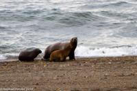 © Copyright - Raphael Kessler 2014 - Argentina - Peninsula Valdes