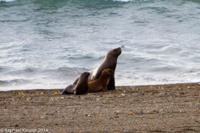 © Copyright - Raphael Kessler 2014 - Argentina - Peninsula Valdes
