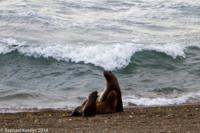 © Copyright - Raphael Kessler 2014 - Argentina - Peninsula Valdes