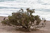 © Copyright - Raphael Kessler 2014 - Argentina - Peninsula Valdes