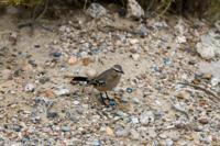 © Copyright - Raphael Kessler 2014 - Argentina - Peninsula Valdes