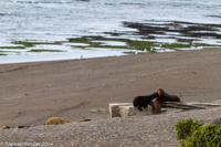 © Copyright - Raphael Kessler 2014 - Argentina - Peninsula Valdes