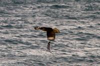 © Copyright - Raphael Kessler 2014 - Argentina - Peninsula Valdes