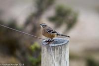 © Copyright - Raphael Kessler 2014 - Argentina - Peninsula Valdes