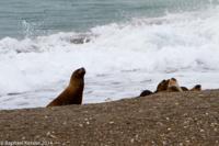 © Copyright - Raphael Kessler 2014 - Argentina - Peninsula Valdes