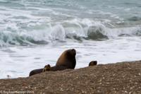 © Copyright - Raphael Kessler 2014 - Argentina - Peninsula Valdes