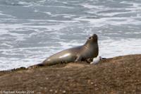 © Copyright - Raphael Kessler 2014 - Argentina - Peninsula Valdes