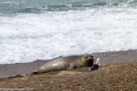 © Copyright - Raphael Kessler 2014 - Argentina - Peninsula Valdes