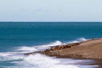© Copyright - Raphael Kessler 2014 - Argentina - Peninsula Valdes
