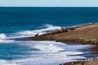 © Copyright - Raphael Kessler 2014 - Argentina - Peninsula Valdes