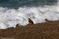 © Copyright - Raphael Kessler 2014 - Argentina - Peninsula Valdes