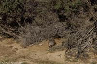 © Copyright - Raphael Kessler 2014 - Argentina - Peninsula Valdes - Armadillo