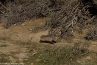 © Copyright - Raphael Kessler 2014 - Argentina - Peninsula Valdes - Armadillo