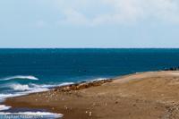 © Copyright - Raphael Kessler 2014 - Argentina - Peninsula Valdes - Orcas