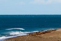 © Copyright - Raphael Kessler 2014 - Argentina - Peninsula Valdes - Orcas