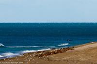 © Copyright - Raphael Kessler 2014 - Argentina - Peninsula Valdes - Orcas