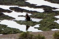 © Copyright - Raphael Kessler 2014 - Argentina - Peninsula Valdes