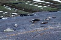 © Copyright - Raphael Kessler 2014 - Argentina - Peninsula Valdes