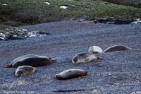 © Copyright - Raphael Kessler 2014 - Argentina - Peninsula Valdes