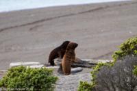 © Copyright - Raphael Kessler 2014 - Argentina - Peninsula Valdes