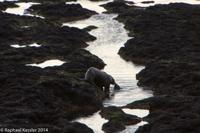© Copyright - Raphael Kessler 2014 - Argentina - Peninsula Valdes