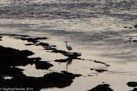 © Copyright - Raphael Kessler 2014 - Argentina - Peninsula Valdes