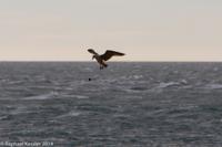 © Copyright - Raphael Kessler 2014 - Argentina - Peninsula Valdes