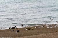 © Copyright - Raphael Kessler 2014 - Argentina - Peninsula Valdes
