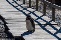 © Copyright - Raphael Kessler 2014 - Argentina - Punto Tombo - Magellan penguin