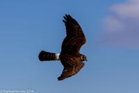 © Copyright - Raphael Kessler 2014 - Argentina - Punto Tombo - Falcon