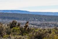 © Copyright - Raphael Kessler 2014 - Argentina - Punto Tombo - Falcon