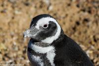 © Copyright - Raphael Kessler 2014 - Argentina - Punto Tombo - Magellan penguin